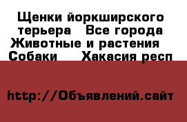 Щенки йоркширского терьера - Все города Животные и растения » Собаки   . Хакасия респ.